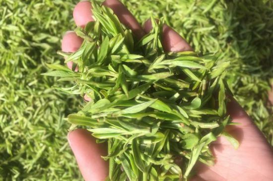 龍井好喝還是毛尖好喝，綠茶是龍井好還是毛尖好？