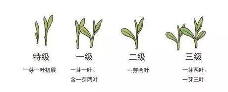 烏牛早和龍井的區(qū)別圖片，龍井43號(hào)和烏牛早茶的對(duì)比