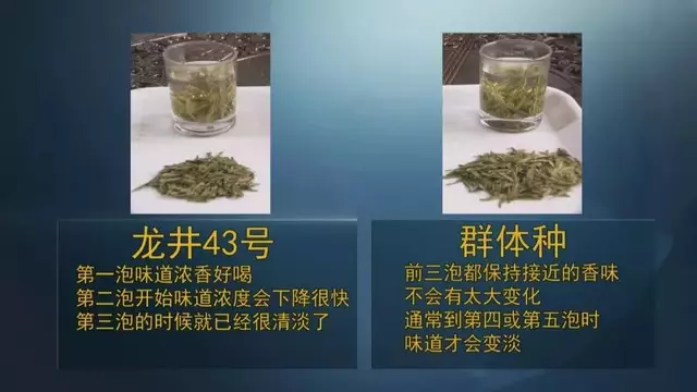 龍井群體種和43號(hào)的區(qū)別圖片，龍井43和群體種哪個(gè)好喝？