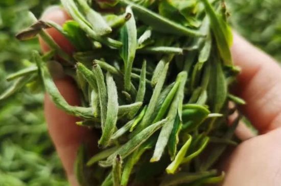 金壇雀舌算不算好茶，金壇雀舌屬于什么檔次茶葉？