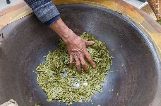 雀舌有一股青草味，雀舌為什么有青草味？