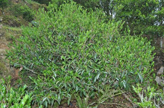 肉桂茶屬于紅茶嗎，牛欄坑肉桂是紅茶還是綠茶？