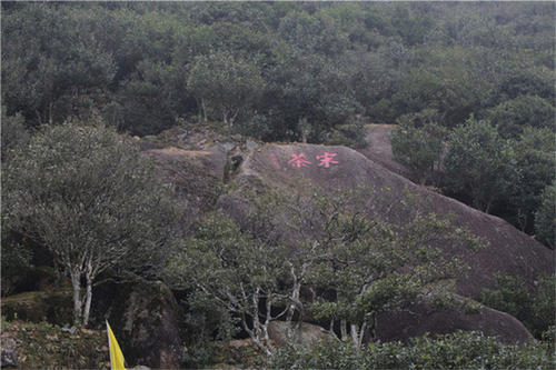 宋種一號價值為什么高，鳳凰單樅宋種1號價格與產量多少？