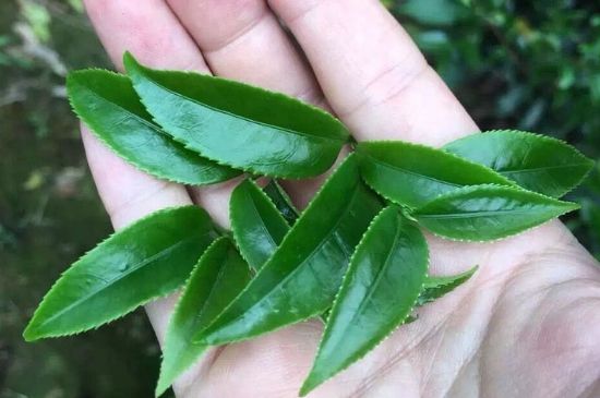 鋸朵仔跟鴨屎香哪個(gè)貴，鋸朵子和鴨屎香哪個(gè)好喝？