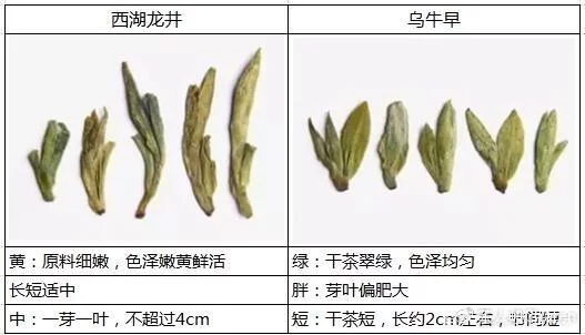 烏牛早和龍井的區(qū)別圖片，龍井43號(hào)和烏牛早茶的對(duì)比