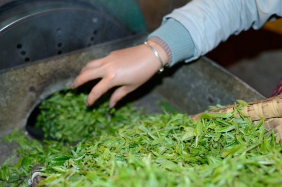 雀舌有一股青草味，雀舌為什么有青草味？