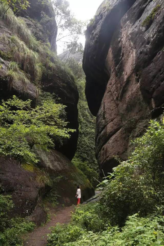武夷山為什么盛產(chǎn)茶葉，武夷山茶為什么好喝？