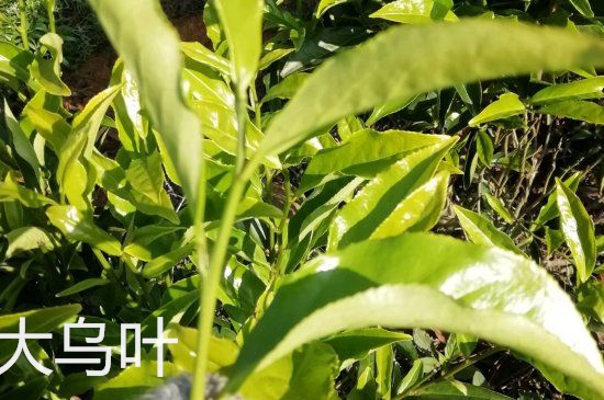 鴨屎香和大烏葉是同一種茶葉嗎，單叢大烏葉和鴨屎香有什么區(qū)別？