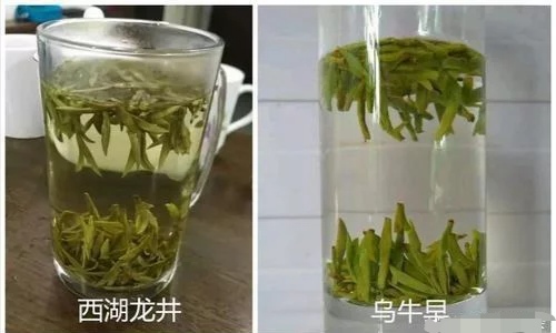 烏牛早和龍井的區(qū)別圖片，龍井43號(hào)和烏牛早茶的對(duì)比