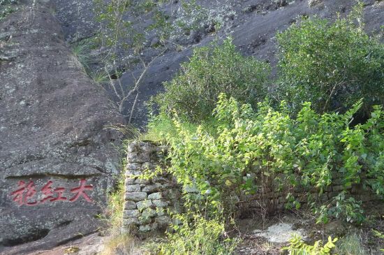 母樹大紅袍給誰喝了，為什么母樹大紅袍叫三棵六株？