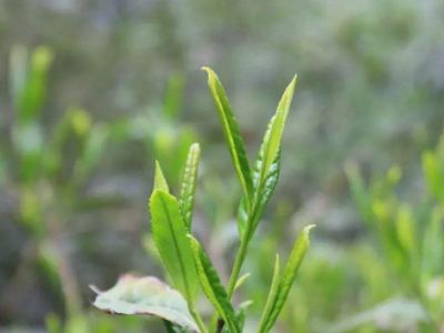 六安瓜片的功效與禁忌，六安瓜片適合什么人喝