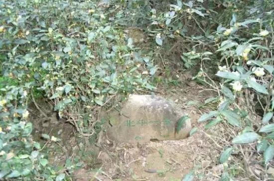 母樹大紅袍給誰喝了，為什么母樹大紅袍叫三棵六株？