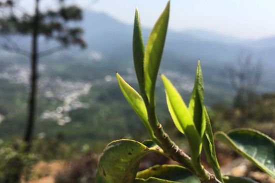 鳳凰單樅什么人不能喝，哪些人不能飲單叢茶