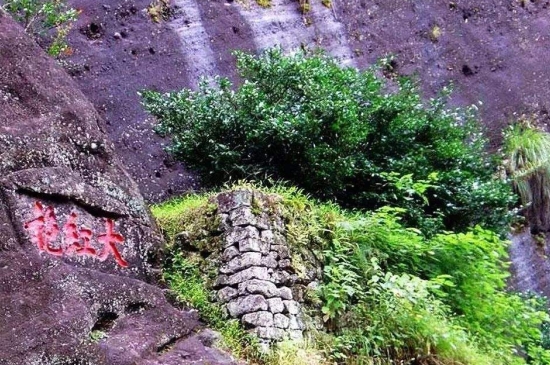 宋種一號價值為什么高，鳳凰單樅宋種1號價格與產量多少？