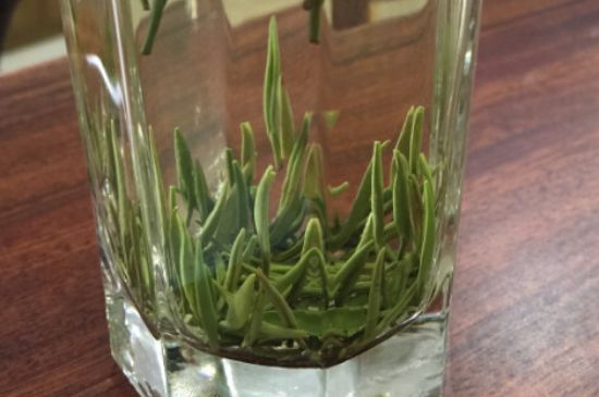 竹葉青和雀舌哪個貴，竹葉青茶貴嗎？