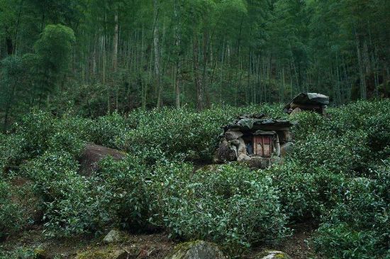 300塊錢(qián)的金駿眉能喝嗎，兩三百多金駿眉和一千多區(qū)別