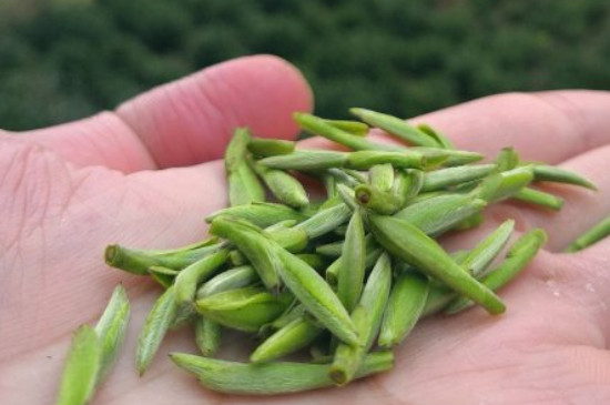 什么綠茶茶葉唇齒留香，哪個品種綠茶香氣好？