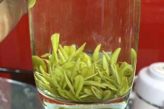 茶中奇葩黃金芽，安吉白茶中黃金芽的特點