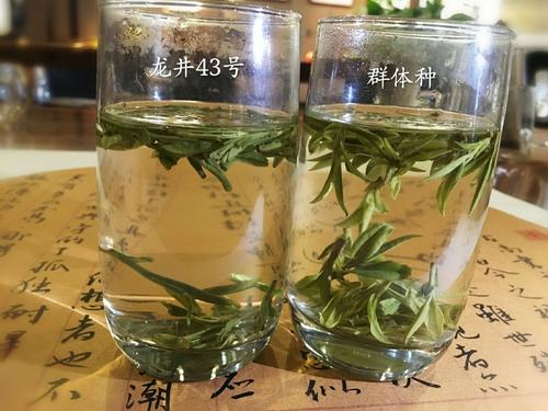 烏牛早和龍井的區(qū)別圖片，龍井43號(hào)和烏牛早茶的對(duì)比