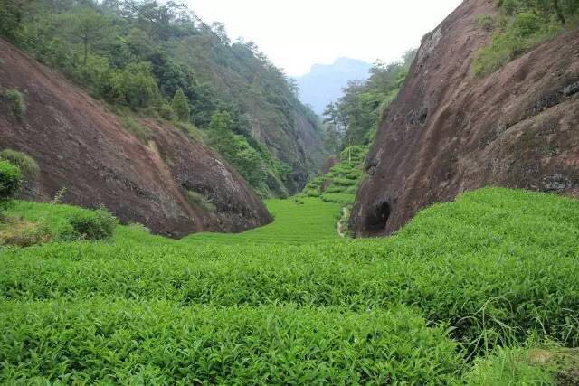 武夷山為什么盛產(chǎn)茶葉，武夷山茶為什么好喝？