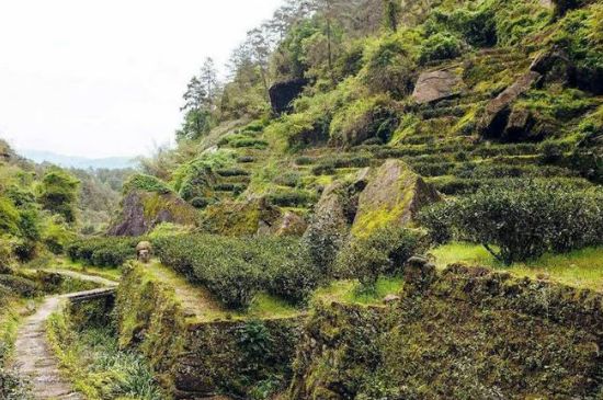 肉桂茶和大紅袍哪個(gè)貴，武夷山肉桂與大紅袍的價(jià)格比較