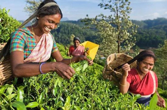 中國最好紅茶排名，中國最著名的十大紅茶