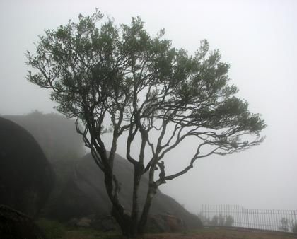 宋種一號價值為什么高，鳳凰單樅宋種1號價格與產量多少？