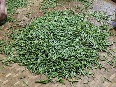 金駿眉幾年可以算陳茶，金駿眉新茶好還是老茶