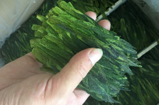 什么綠茶味道濃香，那個(gè)綠茶比較濃香？