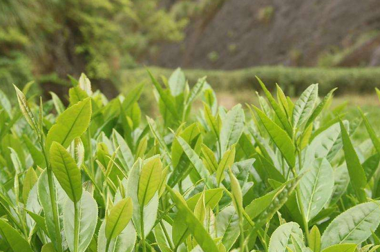 潮安鳳凰單叢十大名樅是什么，烏崠十大古樹名香品種介紹