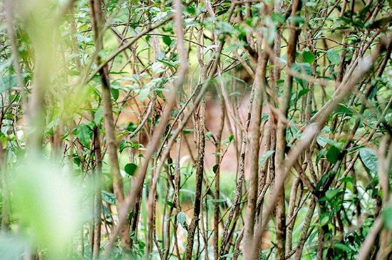 荒野銀針有什么特點(diǎn)，荒野銀針的味道口感咋樣？