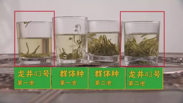 烏牛早和龍井的區(qū)別圖片，龍井43號(hào)和烏牛早茶的對(duì)比