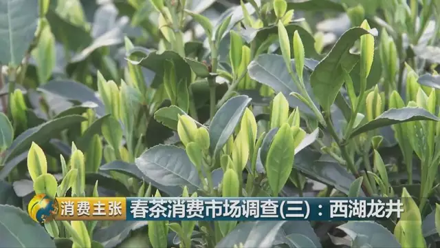 龍井群體種和43號(hào)的區(qū)別圖片，龍井43和群體種哪個(gè)好喝？