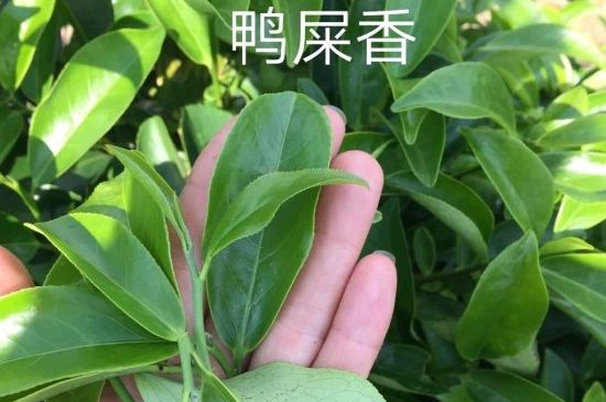 鴨屎香和大烏葉是同一種茶葉嗎，單叢大烏葉和鴨屎香有什么區(qū)別？