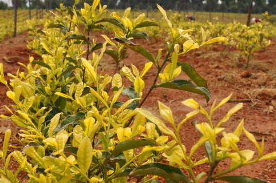 茶中奇葩黃金芽，安吉白茶中黃金芽的特點