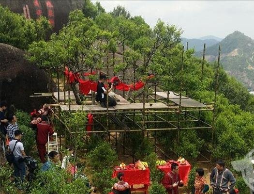 宋種一號價值為什么高，鳳凰單樅宋種1號價格與產量多少？