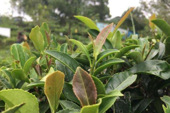 43號龍井屬于好茶嗎，龍井茶43號是什么意思？