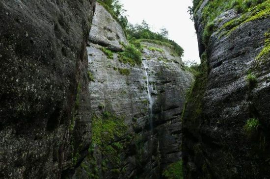 母樹大紅袍給誰喝了，為什么母樹大紅袍叫三棵六株？