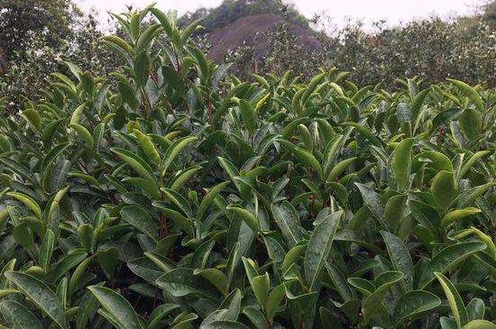 馬頭巖肉桂是大紅袍嗎，大紅袍肉桂屬于什么茶？