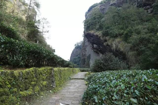 武夷山為什么盛產(chǎn)茶葉，武夷山茶為什么好喝？