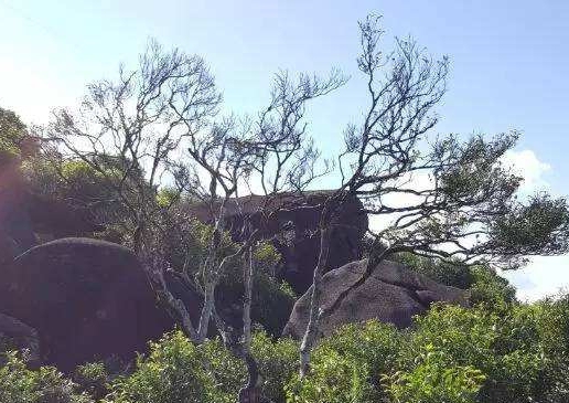 宋種一號價值為什么高，鳳凰單樅宋種1號價格與產量多少？