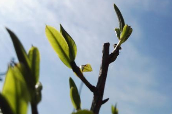 潮安鳳凰單叢十大名樅是什么，烏崠十大古樹名香品種介紹