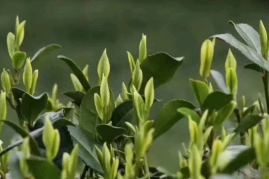 什么是雪前龍井茶，明前、雨前、雨后龍井有什么區(qū)別？