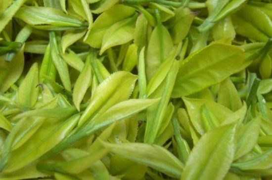 茶中奇葩黃金芽，安吉白茶中黃金芽的特點