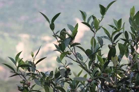 單叢茶十大香型以及常見品種大全，潮安鳳凰單樅十大名香歸類