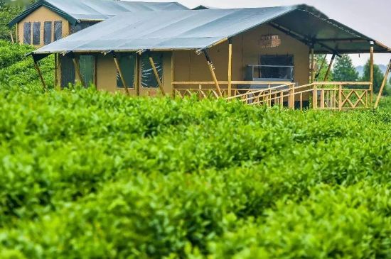 金壇雀舌算不算好茶，金壇雀舌屬于什么檔次茶葉？