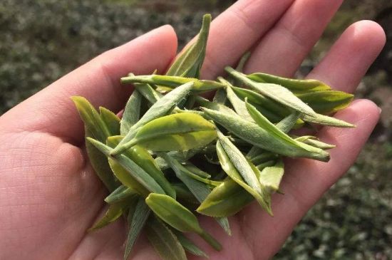 福建什么茶葉最出名，福建名茶有哪些？