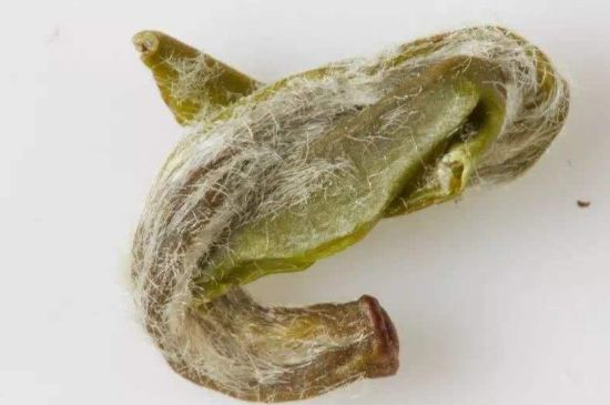 羊巖勾青是綠茶嗎，羊巖勾青茶屬于什么茶？