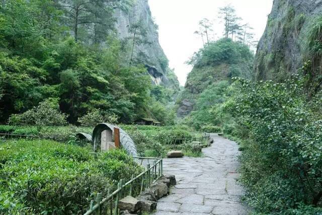 武夷山為什么盛產(chǎn)茶葉，武夷山茶為什么好喝？