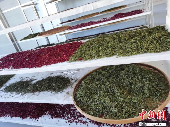 圖為王玲玲收購的各種山茶?！⊥貘Q遠(yuǎn) 攝